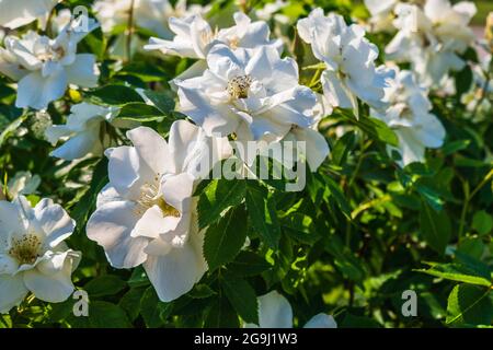 White Roses Bloming nel giardino, foglie verdi come sfondo Foto Stock