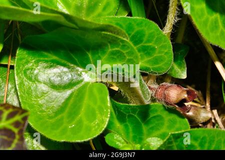 Asarabacca flower'Asarum Europaeum', zenzero selvatico europeo, spkenard selvatico e nocciole, è una specie di piante da fiore nella famiglia del birthwort Foto Stock