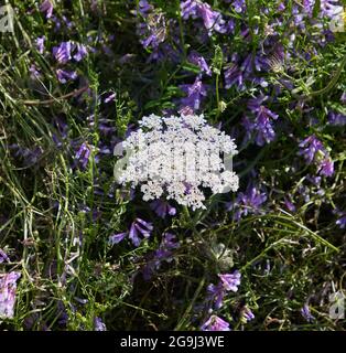 Primo piano fiori selvatici regno unito. Foto Stock