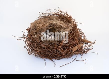 Nido di Wren, noto anche come Wren eurasiatico o Wren settentrionale, Troglodytes troglodytes, isolato su sfondo bianco, Regno Unito Foto Stock