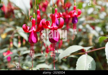 Fata viola e rosa pallido Fuschia appeso in giardino. Primo piano, macro, messa a fuoco morbida, bellissimi fiori in natura all'aperto. Foto Stock