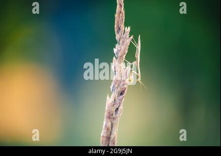 Una ninfa di mantide europea (Mantis religiosa) su un'erba in un habitat naturale. Una ninfa di una mantide, animale maschile. Ora d'oro, tramonto sullo sfondo. Foto Stock