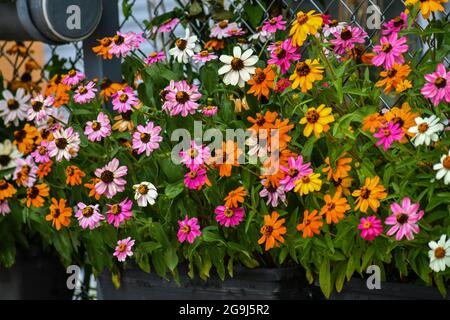 Beautifull fiore di zinnia stanno fiorendo in giardino Foto Stock