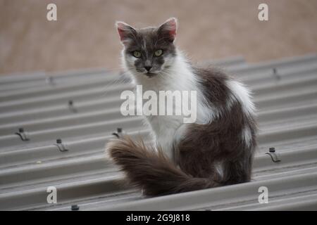 primo piano di un gatto colorato furry che stietta e siede sul tetto con coda folta Foto Stock