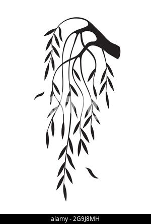 Piangere Willow tree ramo silhouette. Illustrazione del motivo malinconico. Isolato su sfondo bianco. Vettore disponibile. Illustrazione Vettoriale