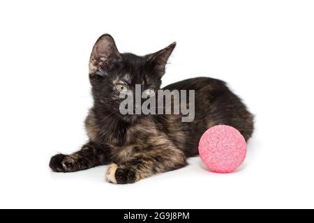 Piccolo gattino tricolore di 3 mesi giace con una palla rosa, isolata su bianco. Foto Stock