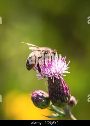 Un'ape di miele su un fiore di thistle viola Foto Stock