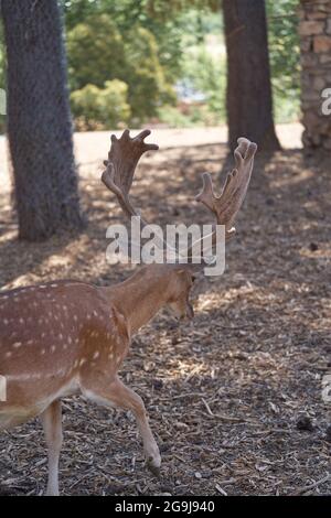 Un cervo da fiaba europeo (Dama dama) con grandi antlers Foto Stock