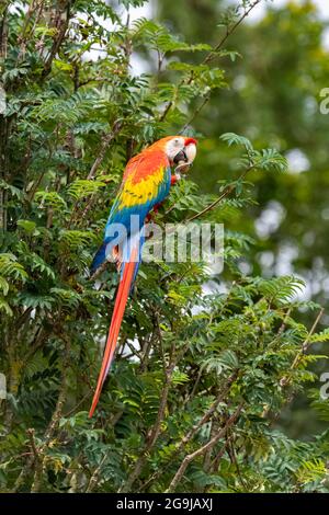 I macaws scarlatto, Ara macao, un bel pappagallo arroccato su un albero, mangiando una noce Foto Stock