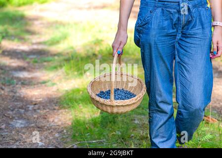 Stagione Berry. Raccogliere mirtilli nella foresta. Una donna cammina attraverso la foresta con un cestino contenente mirtilli. Il processo di individuazione e. Foto Stock