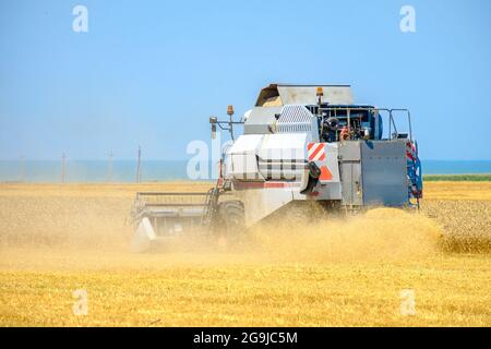 Una moderna trebbiatrice agricola grigia nella polvere taglia il grano secco giallo maturo nel campo. Caldo sole giorno estivo. Foto Stock