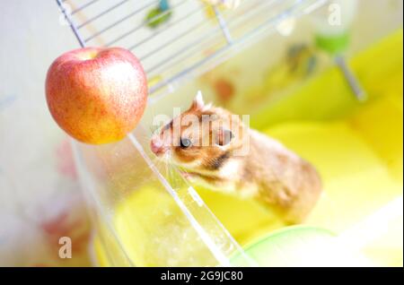 Il criceto di zenzero divertente esce dalla sua gabbia Foto Stock