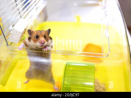 Il criceto rosso esce dalla sua gabbia Foto Stock