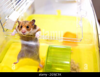 Il criceto rosso esce dalla sua gabbia Foto Stock