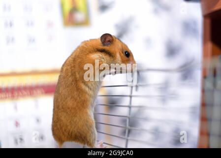 Il criceto siriano dorato divertente esce dalla sua gabbia Foto Stock