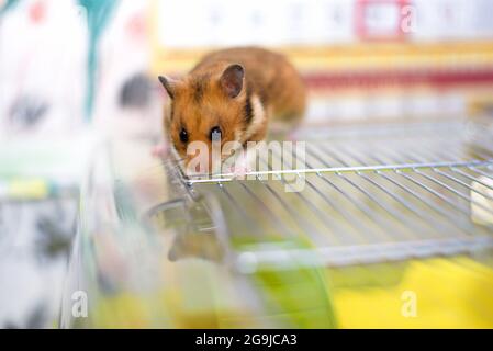 Il criceto siriano dorato divertente esce dalla sua gabbia Foto Stock