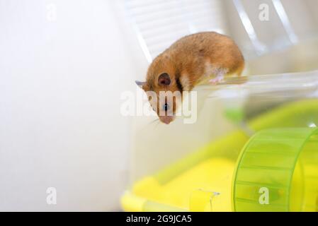 Il criceto siriano dorato divertente esce dalla sua gabbia Foto Stock