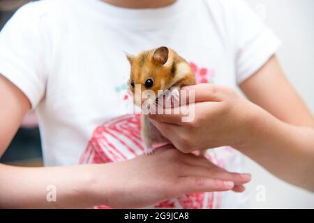 Criceto rosso nelle mani di un bambino Foto Stock