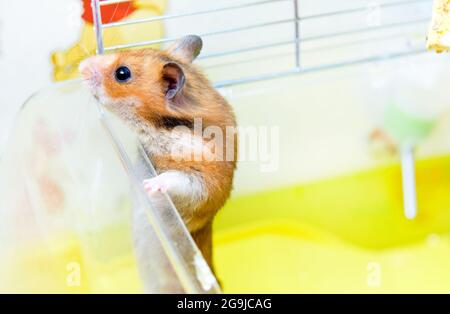 Il criceto rosso divertente esce dalla sua gabbia Foto Stock