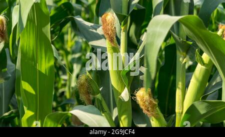Pannocchia di mais in una piantagione di mais. L'attenzione principale è rivolta al corncob. Campo di mais giovane e verde durante l'estate. Concetto di agricoltura, produzione, granturco, Foto Stock