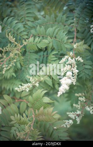 Spirea. Bella e verde sfondo floreale con pianta flowering sorbaria Foto Stock