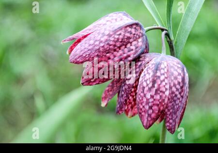 Bella di fiori di giardino fiorito nel parco Foto Stock