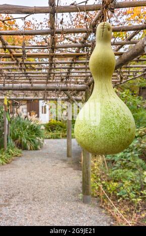 tokyo, giappone - novembre 13 2020: Primo piano su un Calabash Giapponese conosciuto anche come gourd bottiglia, gourd fiorito bianco, melone lungo o gourd casa di uccelli sotto il Th Foto Stock