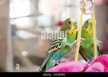 Green Budgerigar (budgie nazionale) sullo specchio Foto Stock