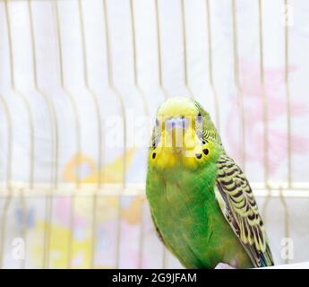 Green Budgerigar (budgie nazionali) in gabbia Foto Stock