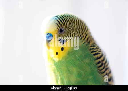 Verde budgerigar pappagallo primo piano testa ritratto su sfondo sfocato Foto Stock