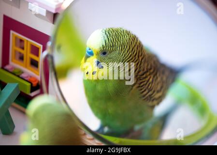 Verde budgerigar pappagallo primo piano testa ritratto su sfondo sfocato guardare nello specchio Foto Stock