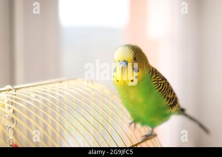 Budgerigar sulla gabbia degli uccelli. Divertente amico verde Foto Stock