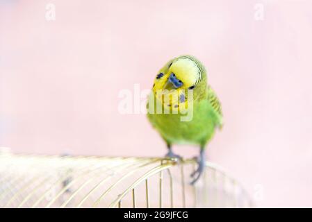 Divertente bugerigar sulla gabbia degli uccelli. Green Budgie Foto Stock