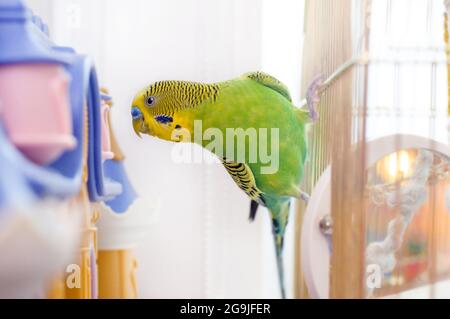 Divertente gioco di bugerigar sulla gabbia degli uccelli. Bilancio Foto Stock