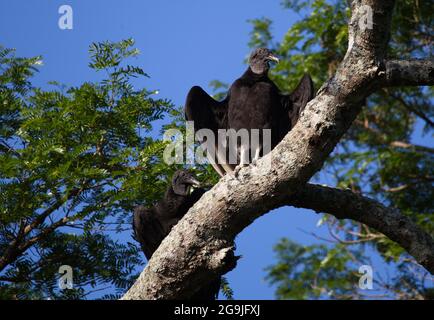 Closeup ritratto di due avvoltoi neri (Coragyps atratus) seduti in ali di alberi diffusione Pampas del Yacuma Bolivia. Foto Stock