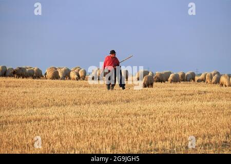 ARAD, ROMANIA - 30 LUGLIO 2015: Pastore con cappello e camicia rossa, sta pascolando il suo gregge di pecore in un campo di grano raccolto Foto Stock