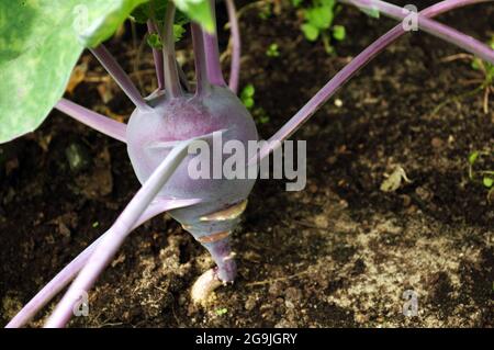 Kohlrabi blu che cresce sul letto di verdure nel giardino Foto Stock