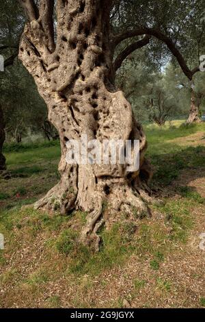 Tronco ulivo annodato e ritorto, Montenegro Foto Stock