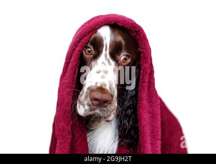 La donna pulisce il suo cane con un asciugamano dopo il bagno Foto stock -  Alamy