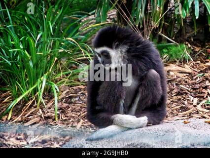 Zoo di Calgary con gibbon bianco Foto Stock