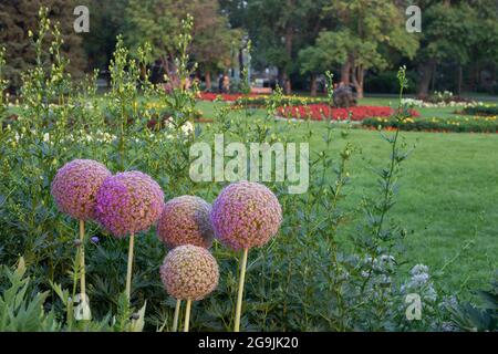 Riley parco giardino fiorito in estate, Calgary, Alberta, Canada Foto Stock