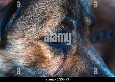 Triste cane piangente faccia da vicino Foto Stock