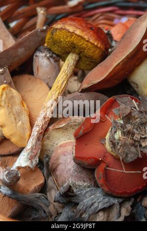 Una raccolta di funghi foraggi selvatici di recente raccolta Foto Stock