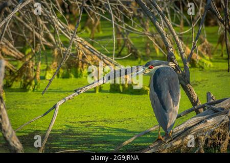 Black Cowned Night Heron (Nycticorax nycticorax) si trova tra i rami salici nelle paludi paludose, Castle Rock Colorado USA. Foto scattata a luglio. Foto Stock