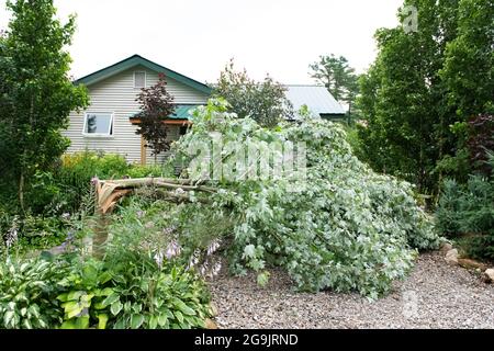 Un albero di acero soffiato durante una tempesta di tuglio in Speculator, NY USA nel cortile posteriore vicino ad una casa e giardini. Foto Stock