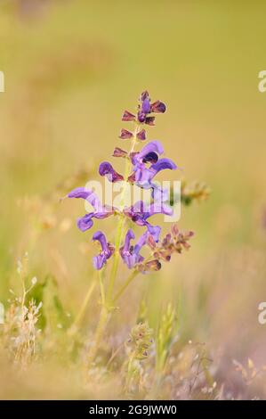 Prato clary (Salvia pratensis) fiorente in un prato, Baviera, Nationalpark foresta bavarese, Germania Foto Stock