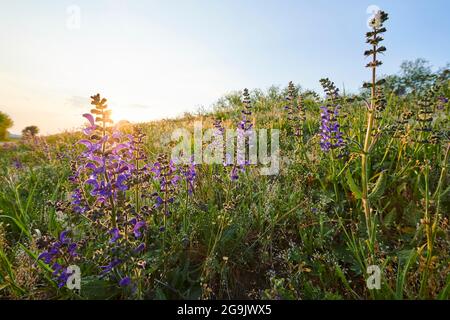 Prato clary (Salvia pratensis) fiorente in un prato, Baviera, Nationalpark foresta bavarese, Germania Foto Stock