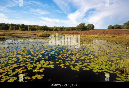 Laghetto con ninfee, Rolvennen, De Meinweg National Park, Paesi Bassi Foto Stock