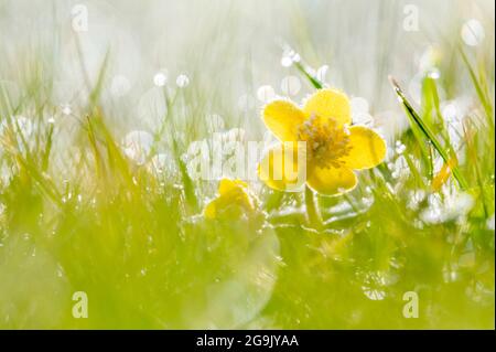 Marchigiana (Caltha palustris) con brina, Assia, Germania Foto Stock