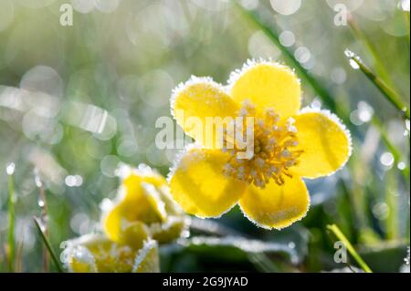 Marchigiana (Caltha palustris) con brina, Assia, Germania Foto Stock